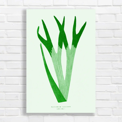 Vintage botanical illustration - botanical,