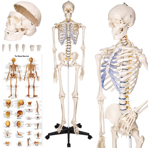 Skelett anatomisch modell - skelett,
