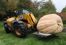 2x Authentic FRESH GIANT