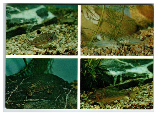 1984 russian aquarium postcard - russian,