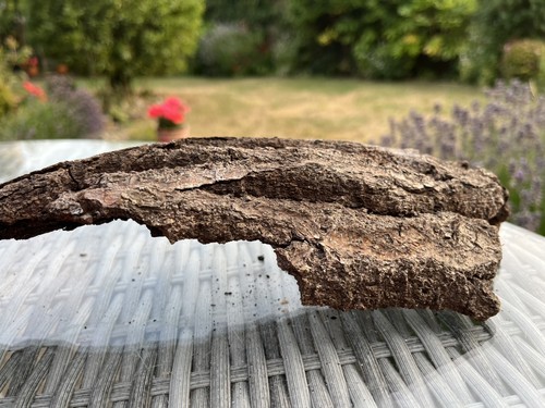 Large driftwood bark piece - bark,