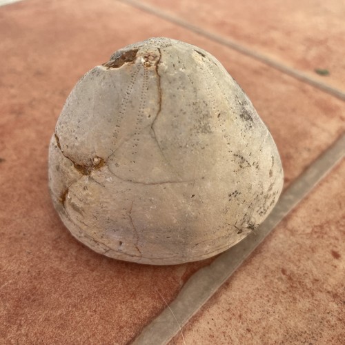 Natural unpolished urchin - natural,