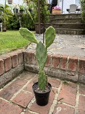 Opuntia Vulgaris Prickly Pear