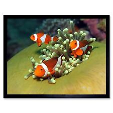 Clown Anemone Fish Marine
