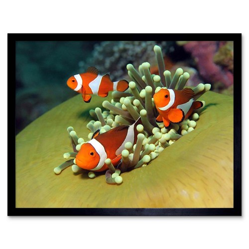 Clown anemone fish marine - fish,