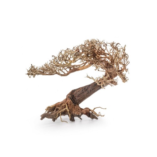 Desert bonsai tree aquarium - desert,
