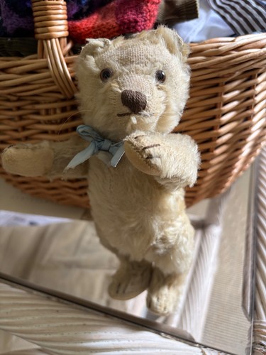 Steiff bear circ - 1950, long