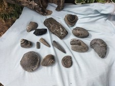 QUALITY FOSSIL SET AMMONITE