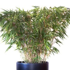 Fargesia rufa 19cm Pots Hardy Bamboo Small Gardens Easy to Grow Two-Tone By T&M