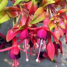 Autumnale Fuchsia Plant -