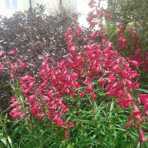 Beardtongues penstemon - beardtongues,