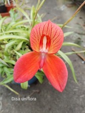 Disa Orchid Uniflora