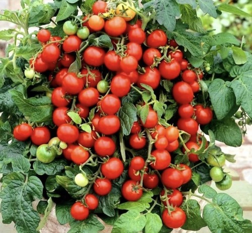 Tomato maskotka plants - tomato,