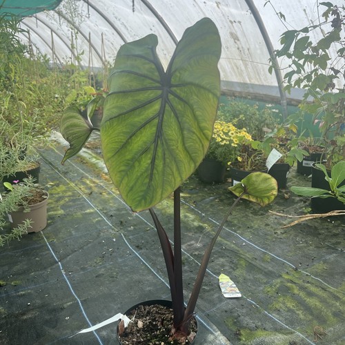 Colocasia pharoahs mask - colocasia, ‘pharoahs