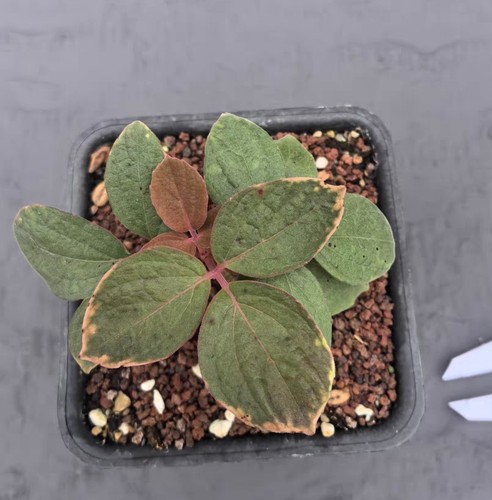 1cm rare cacti cyphostemma - 1cm+,