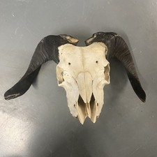 Taxidermy Ram Goat Skull Horns Antler Bone Oddity Curiosity