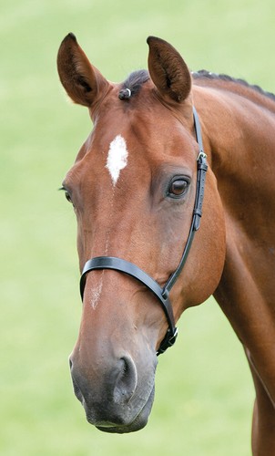 Shires blenheim cavesson - blenheim,