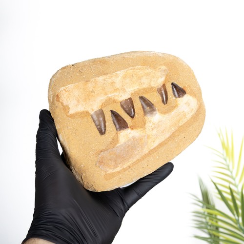 Mosasaur jaw fossil - jaw,