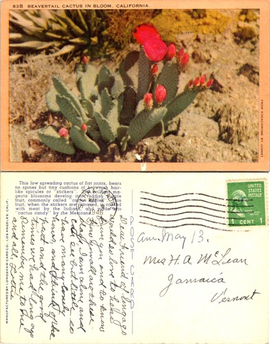 Beavertail cactus bloom - in,