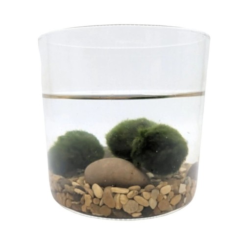Moss balls marimo buy2get1 - moss,