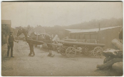 Shire horse working - horse,, &