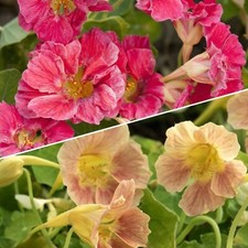 PICK & MIX NASTURTIUM DUOS