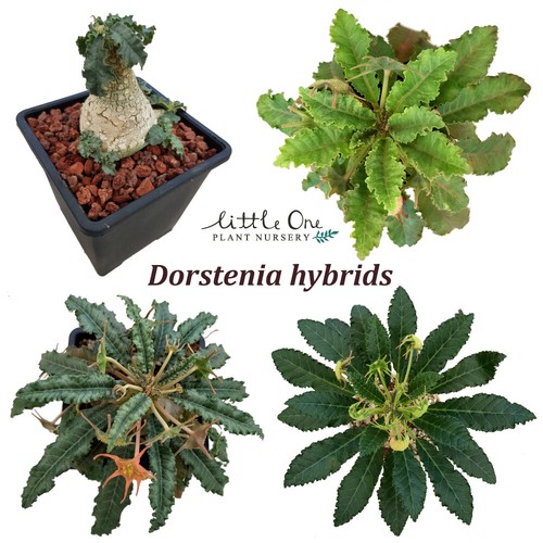 Dorstenia hybrids fresh seeds - hybrids,