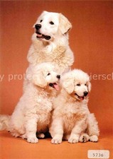 Dogs Kuvasz