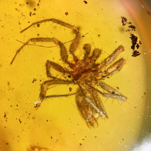 Burmese amber fossil 99 - burmese,