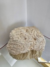 Natural Dry Coral Reef Rock