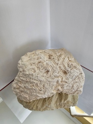 Natural dry coral - reef, rock