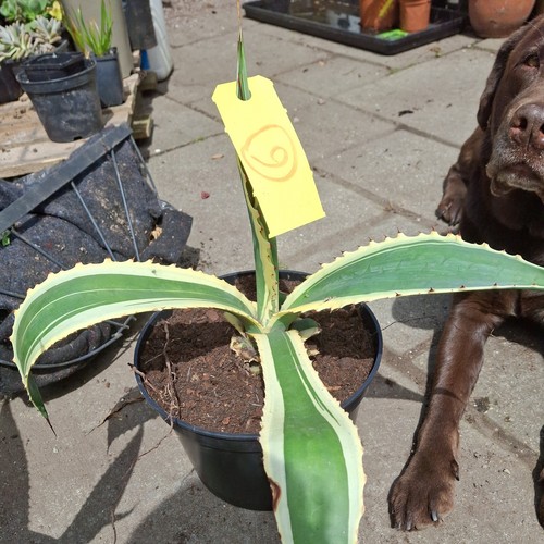 Agave americana variegata - americana,
