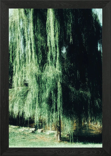 Weeping willow tree framed - tree,