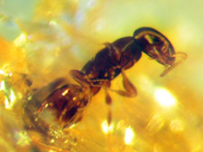 Pliocene Amber from Africa, fossil insect inclusion - ant #204