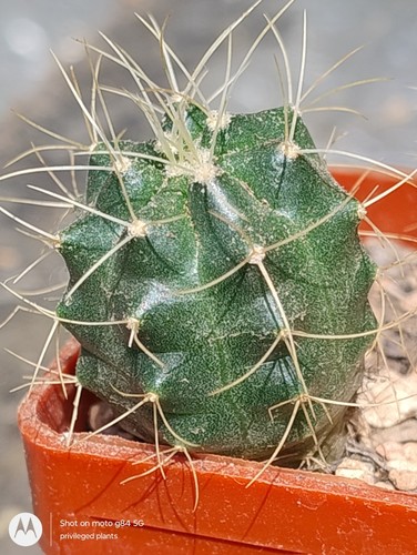 Cactus echinocereus - cactus,