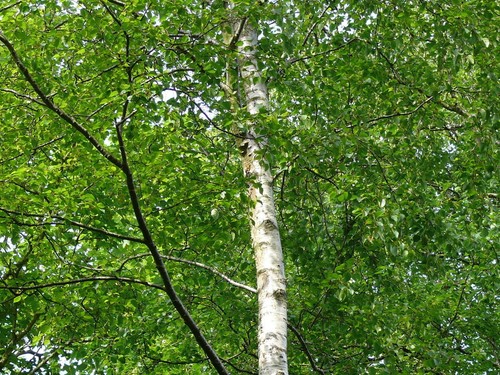 Silver birch 6ft stunning - 3,