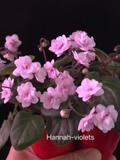 African Violet Plant “Rob's