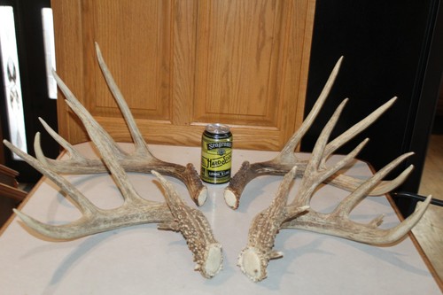 Fresh matched sets whitetail - matched,