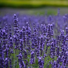 6 Lavender Munstead | 6 Medium