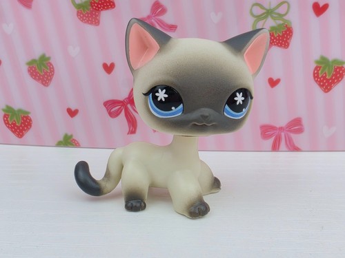 Siamese shorthair cat 173 - shorthair, #173