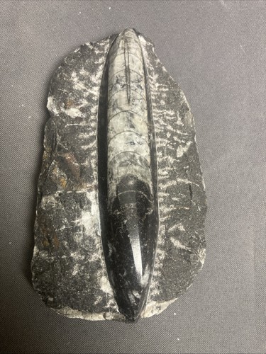Genuine polished orthoceras - genuine,