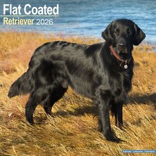Flatcoated Retriever 2026