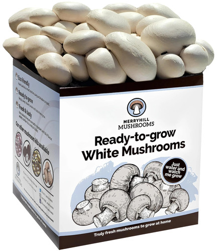 White mushroom growing kit - mushroom,