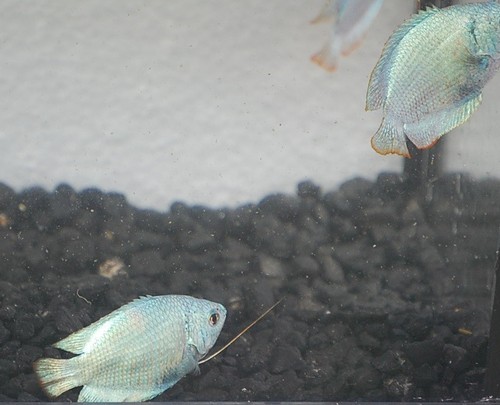 Powder blue dwarf gourami - dwarf,