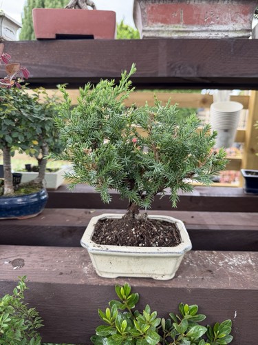 Juniper bonsai - juniper,