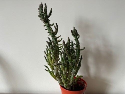 Unusual cactus plant eves - cactus,