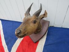 DISTRESSED OLD  TAXIDERMY ANTIQUE VICTORIAN AFRICAN ANTELOPE STUFFED HEAD 