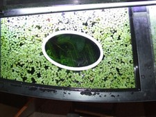 Delmaring floating plant rings - plant,