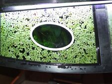 Delmaring Floating Plant rings , Aquarium feeding feeder rings, shapes & colours