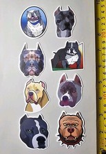 POCKET BULLY AMERICAN